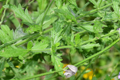 Verbena xutha