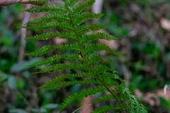 Polystichum setiferum