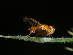 Xyphosia miliaria
