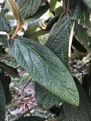 Viburnum rhytidophyllum
