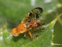 Xyphosia miliaria