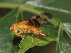 Xyphosia miliaria