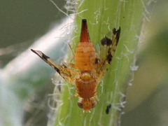 Xyphosia miliaria