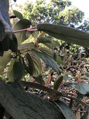 Viburnum rhytidophyllum