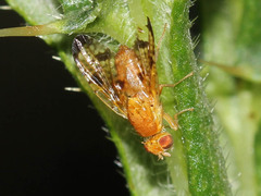 Xyphosia miliaria