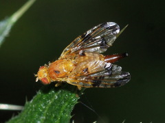 Xyphosia miliaria