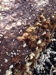Endocladia