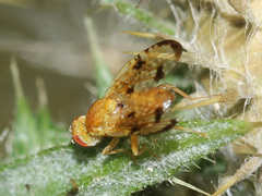 Xyphosia miliaria