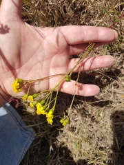 Senecio rosmarinifolius