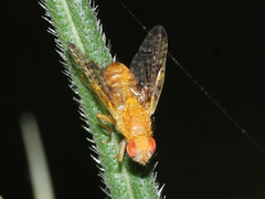 Xyphosia miliaria