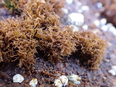 Endocladia