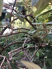 Viburnum rhytidophyllum