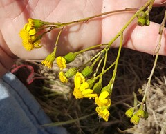 Senecio rosmarinifolius