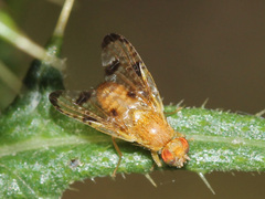 Xyphosia miliaria