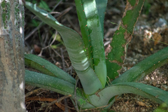 Agave aurea