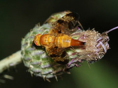 Xyphosia miliaria