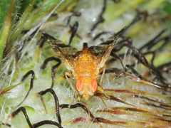 Xyphosia miliaria