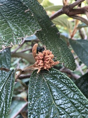 Viburnum rhytidophyllum