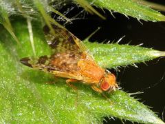 Xyphosia miliaria
