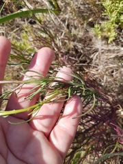 Senecio rosmarinifolius