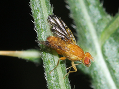 Xyphosia miliaria