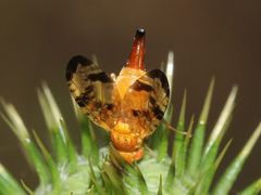 Xyphosia miliaria