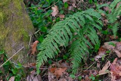 Polystichum setiferum