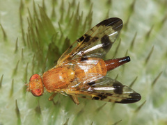 Xyphosia miliaria