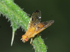 Xyphosia miliaria