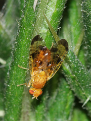 Xyphosia miliaria