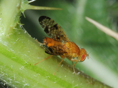 Xyphosia miliaria
