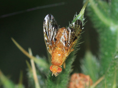 Xyphosia miliaria