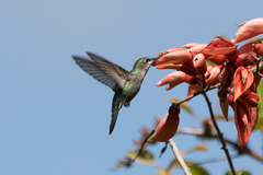 Heliomaster furcifer