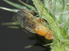 Xyphosia miliaria