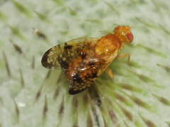 Xyphosia miliaria