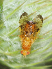 Xyphosia miliaria