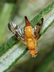 Xyphosia miliaria
