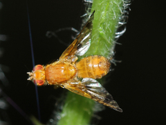 Xyphosia miliaria
