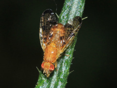 Xyphosia miliaria