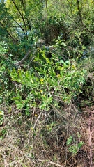 Achatocarpus praecox