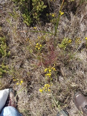 Senecio rosmarinifolius