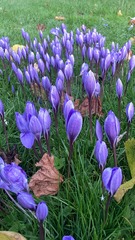 Crocus