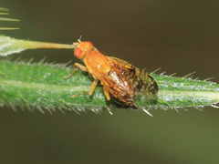 Xyphosia miliaria