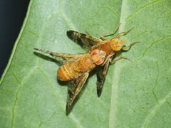 Xyphosia miliaria