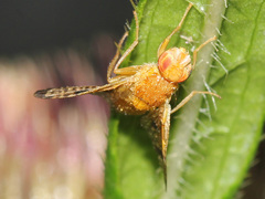 Xyphosia miliaria