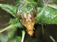 Xyphosia miliaria