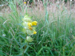 Rhinanthus serotinus