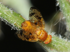 Xyphosia miliaria