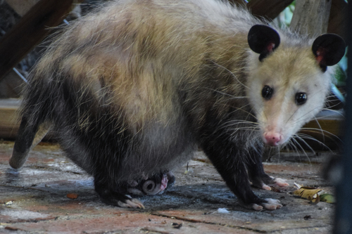 Virginia Opossum, photo 7 of 7