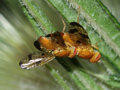 Xyphosia miliaria